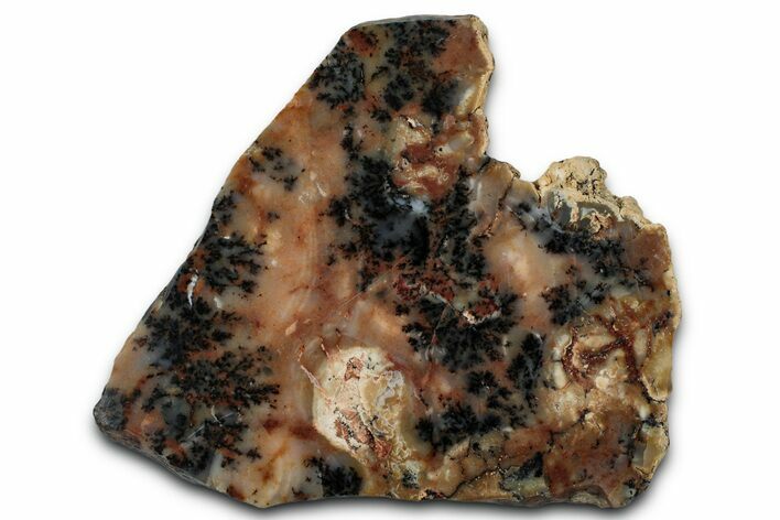 Polished Wanong Dendritic Opal Slab - Western Australia #353283